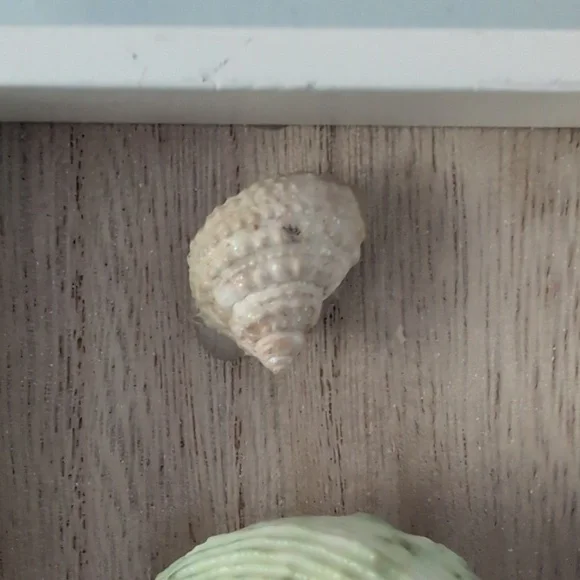 Sea Snail Mounted Turbo Imperialis Home Decor Coastal Beach Ocean Seashell - Picture 5 of 10